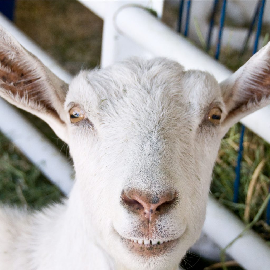 Goat