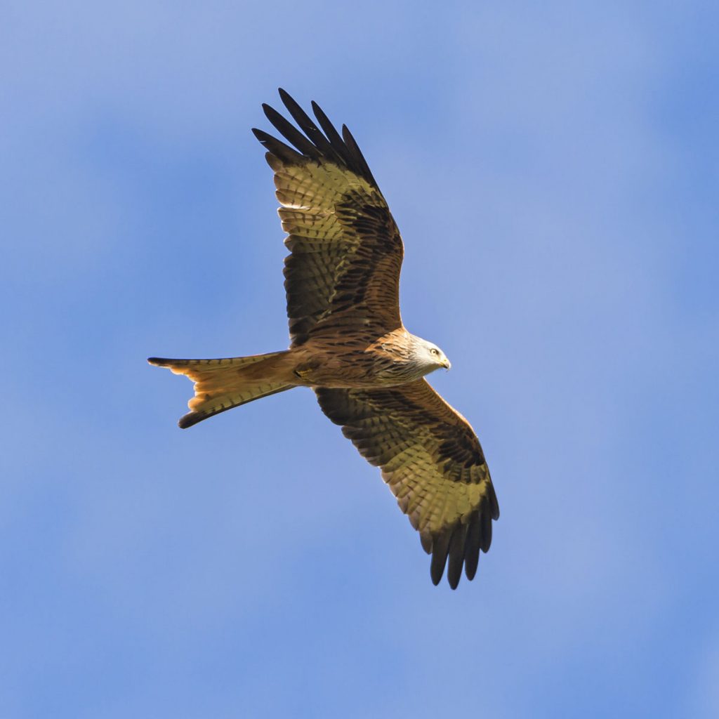 Red Kite