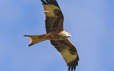 Fem saker som kommer förändra hur du ser på länkar!