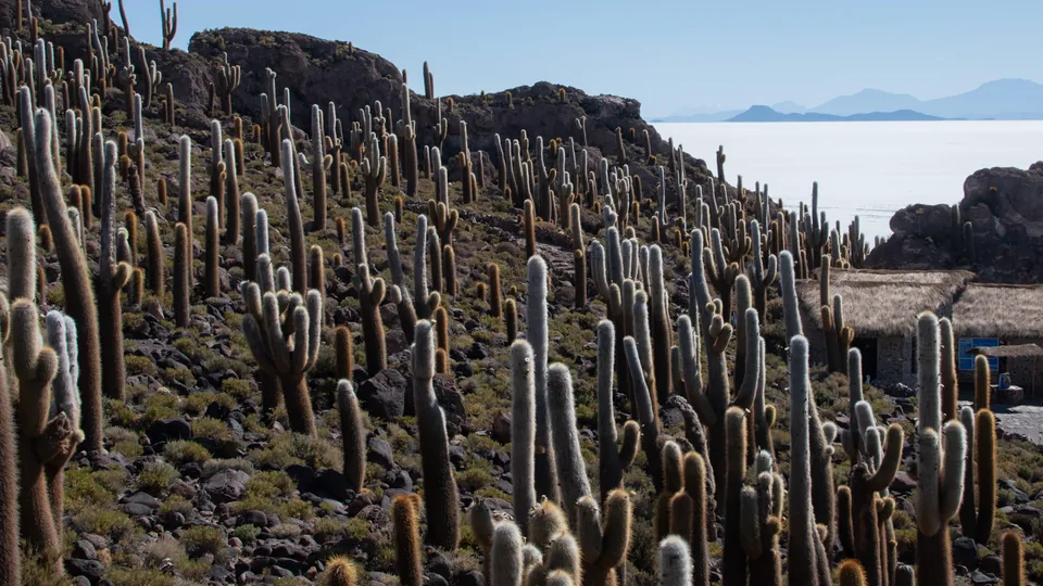 Tall cacti overlooking a vast white plain