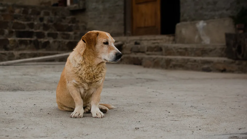 A dog sitting beside stone steps